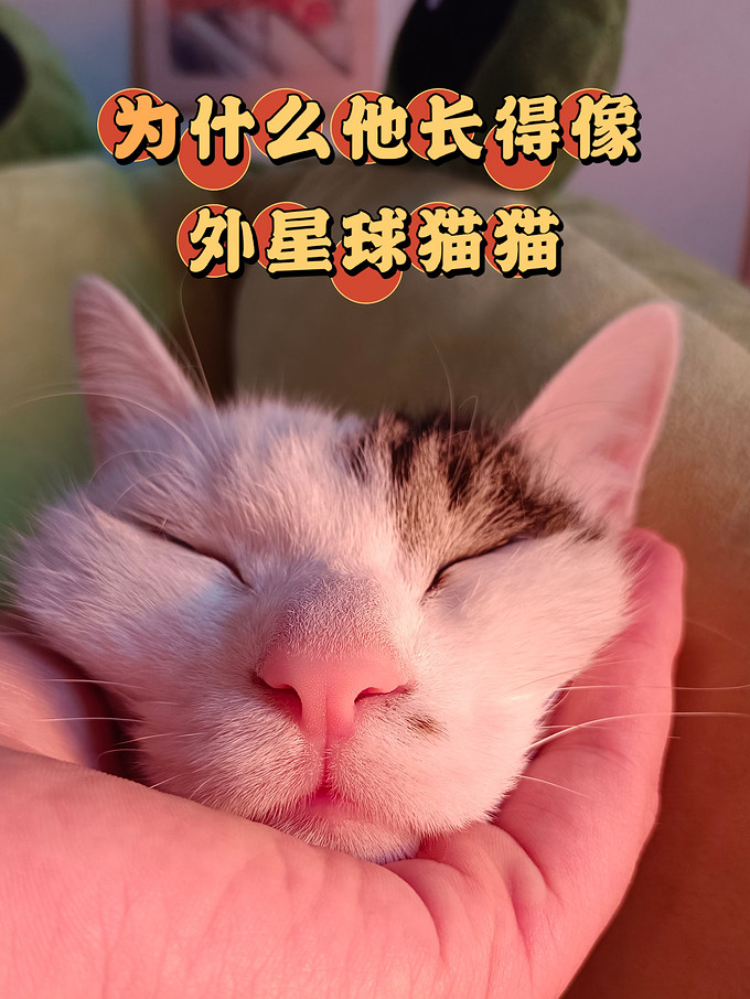 猫咪