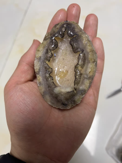 新鲜鲍鱼鲜活超大海鲜水产生鲜活特大加热即