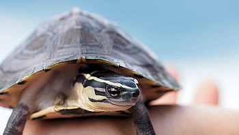 养龟用绿水还是泥水？模拟自然的养龟，你也可以养好爱龟