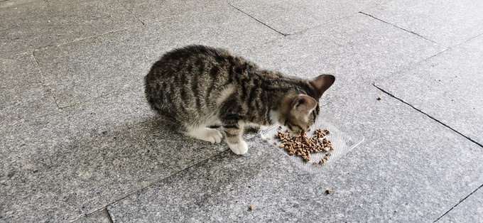 伯纳天纯猫粮