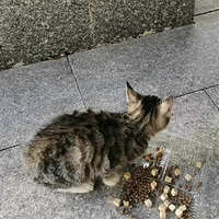 冻干拌猫粮，小猫猫吃撑啦