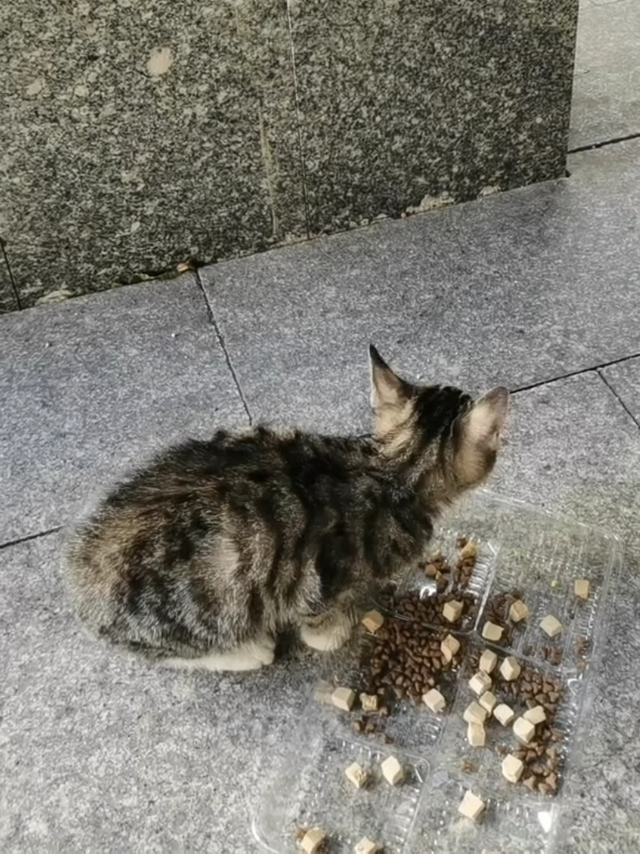 冻干拌猫粮，小猫猫吃撑啦