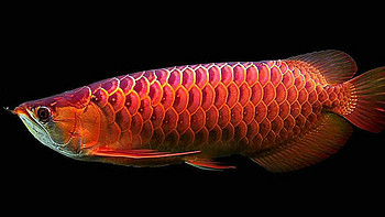 怎么把红龙鱼养得更红？影响因素很多，这几点你要知道