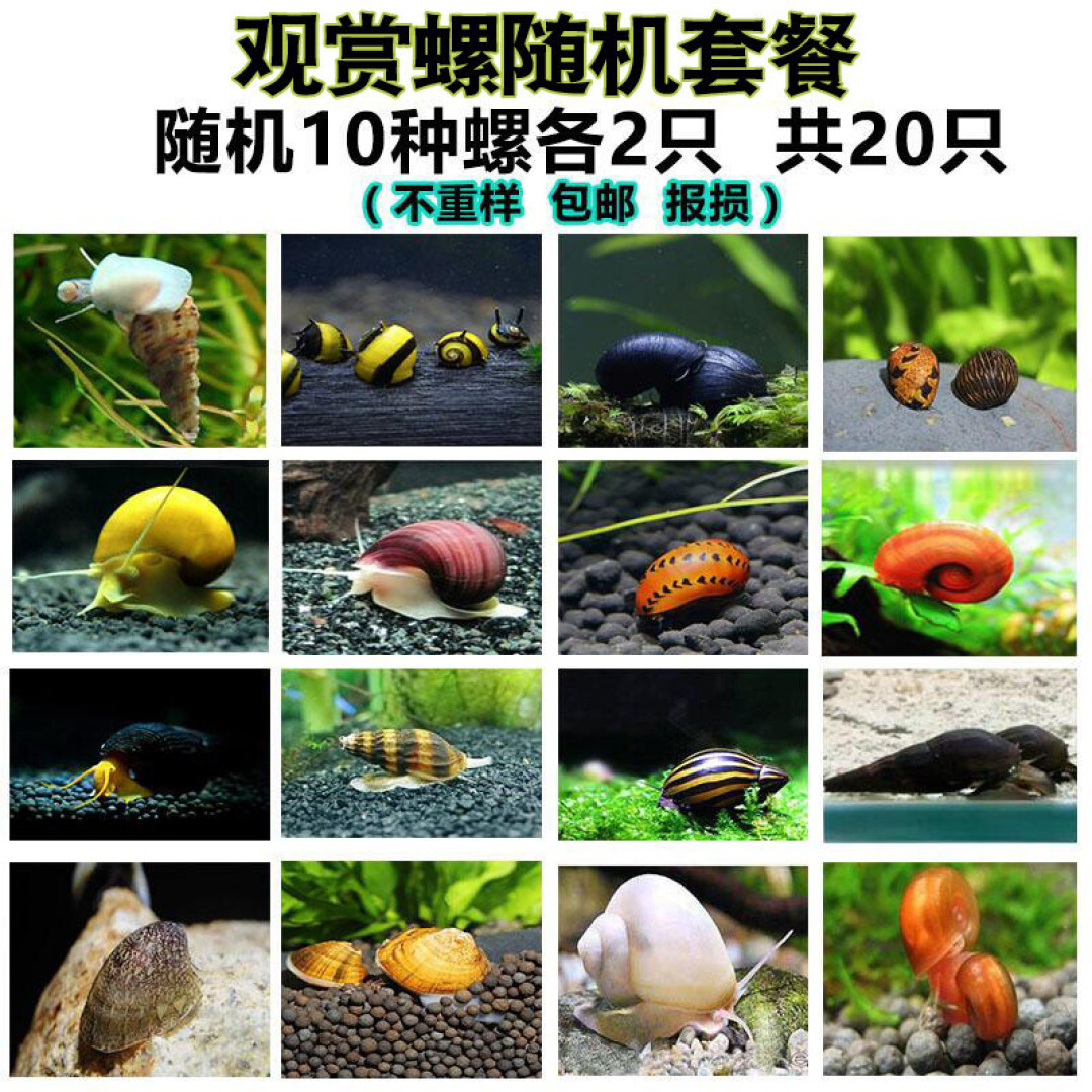 水族爱好者的年货，这4种观赏螺，又漂亮又不难养
