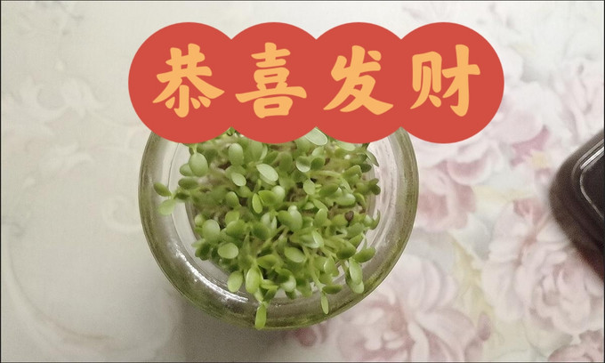 鲜花绿植