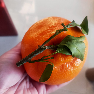 它就是橘子中的爱马仕