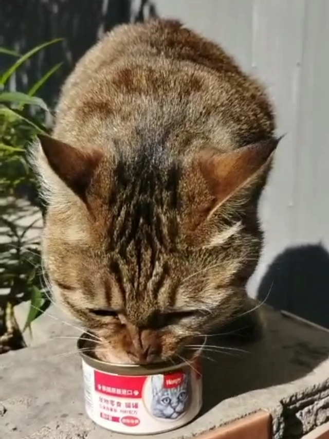 猪猫吃罐头，头大罐头小