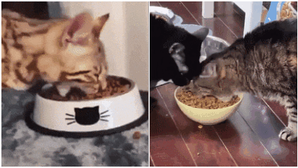 保姆级猫咪喂食教程：猫减肥用上数学公式了？
