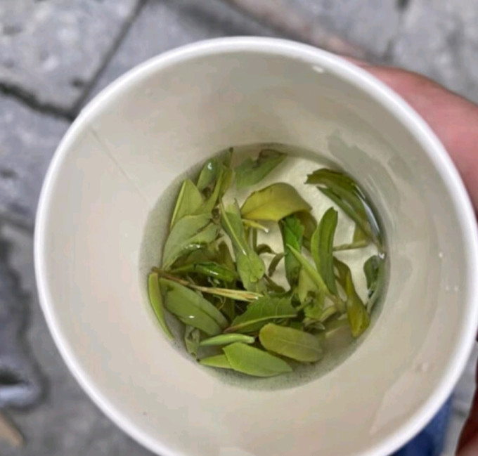 峨眉雪芽茶类