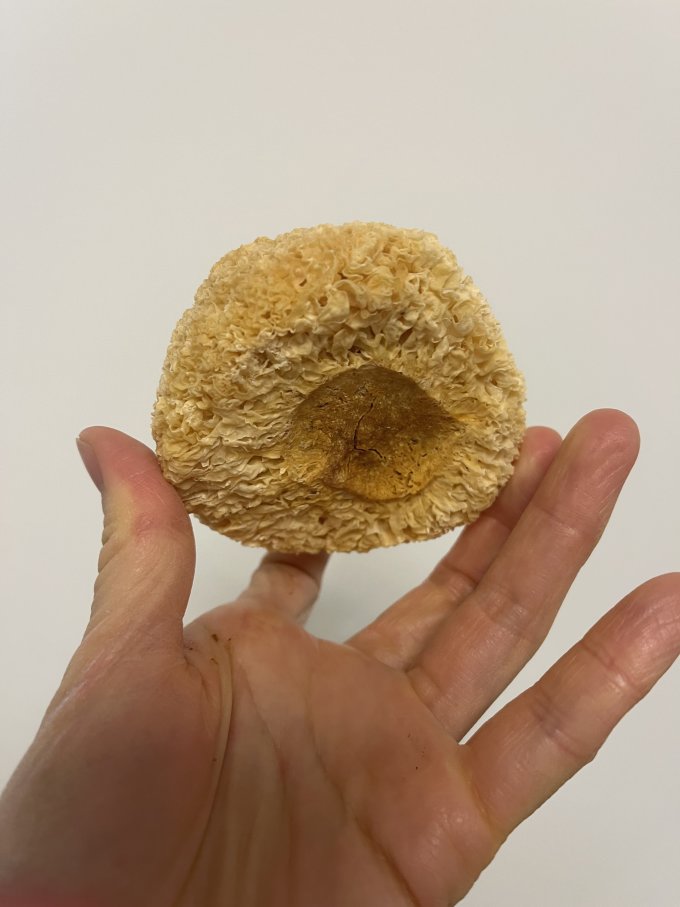 盛耳菌菇木耳