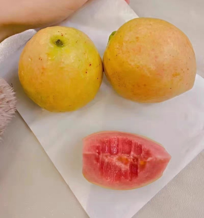 芬果时光其他水果