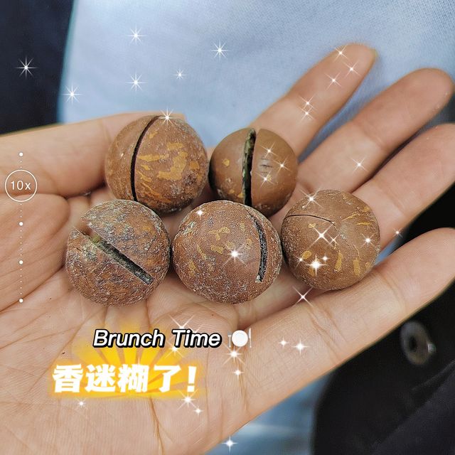 夏威夷果到底是个什么果