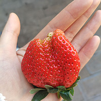 又到吃草莓🍓的季节啦