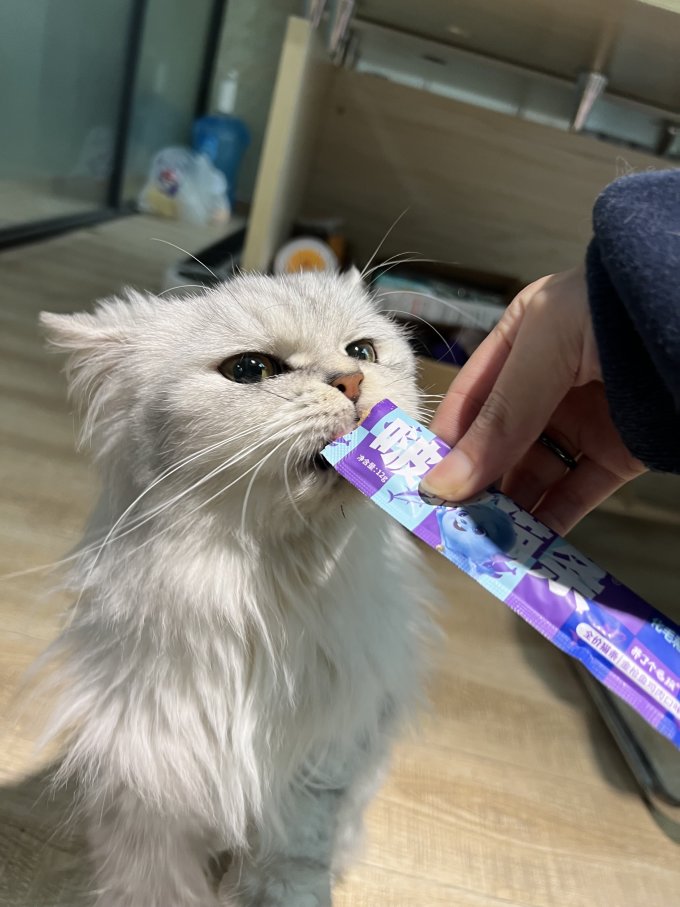 养了个毛孩猫粮