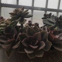 多肉不开花但它本身就是花