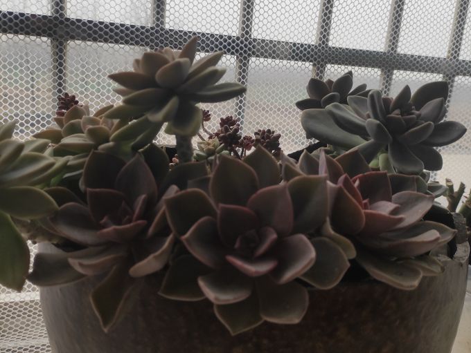 鲜花绿植