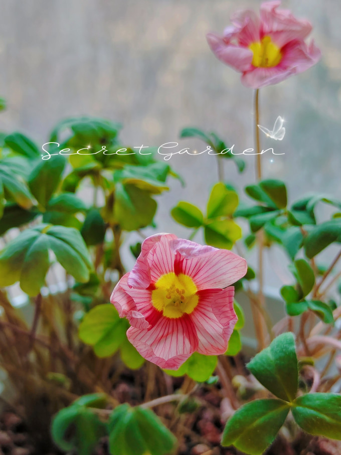 纳丽雅花盆
