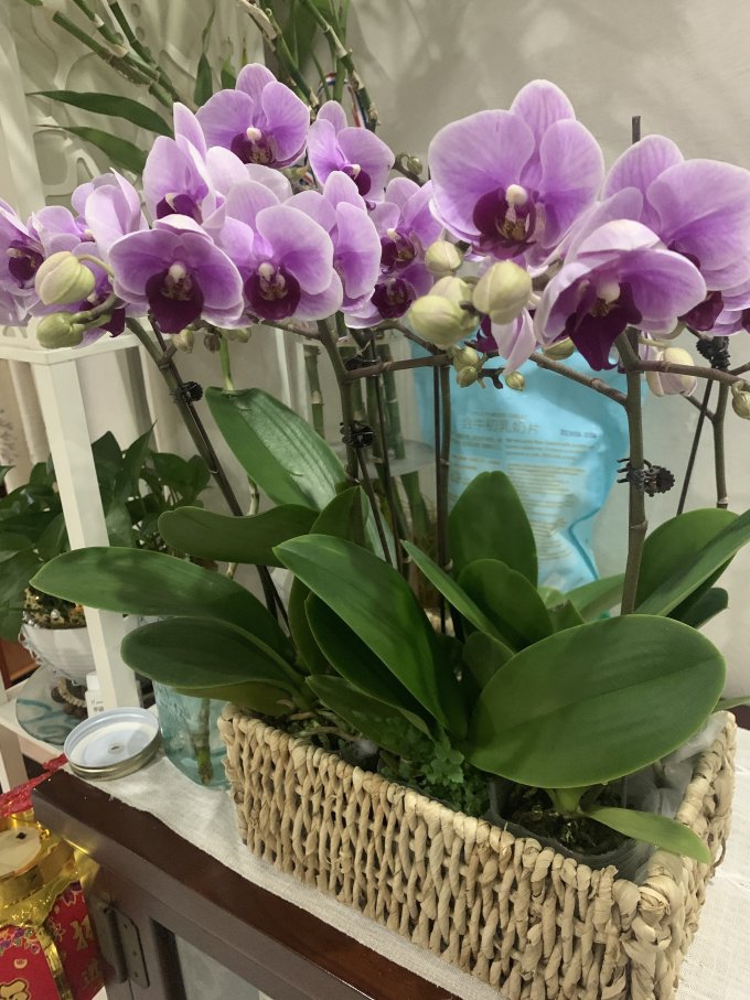 绿韵花田鲜花速递