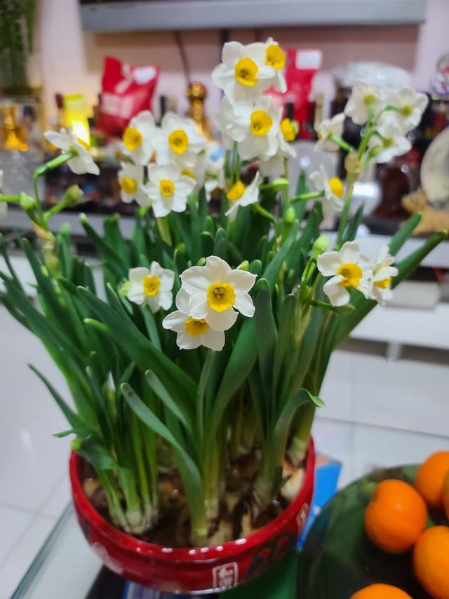 #新年焕新家  南方新年必买，水仙