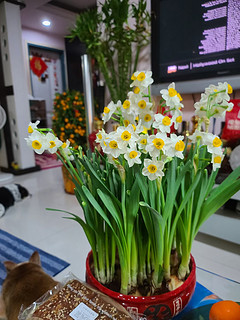 #新年焕新家  南方新年必买，水仙