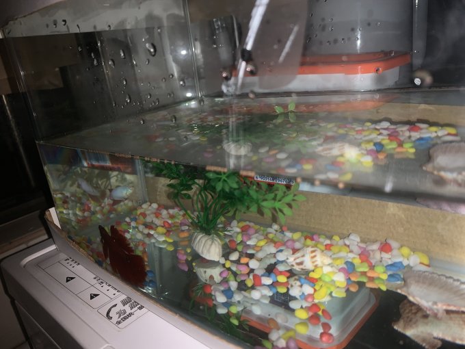 疯狂水草水族