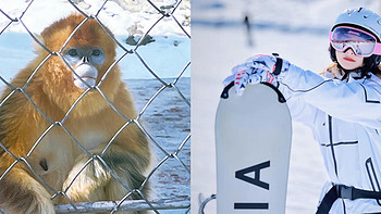 运动 篇一：你在滑雪场邂逅过金丝猴🐒吗？ 