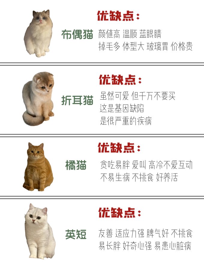 猫咪