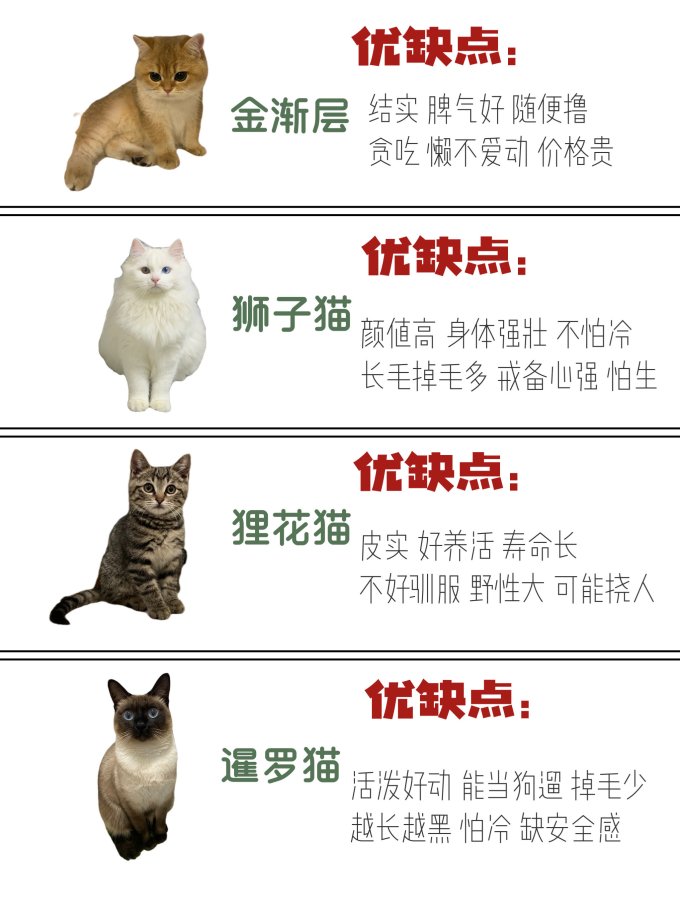 猫咪