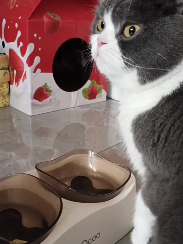 猫猫会更喜欢喝水碗里的水吗