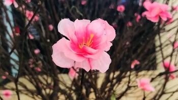 冬去春来万物复苏，一派欣荣之象 