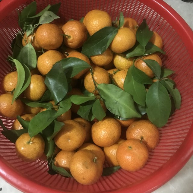 这橘子🍊压根就炫上瘾～