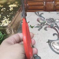 让我看看谁还没有这个大红剪刀呢？