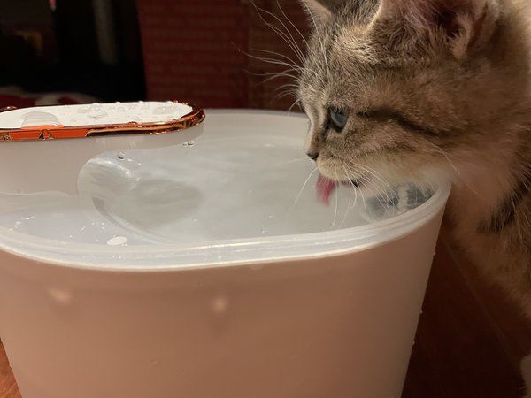 有了流动饮水机，猫咪终于爱喝水了