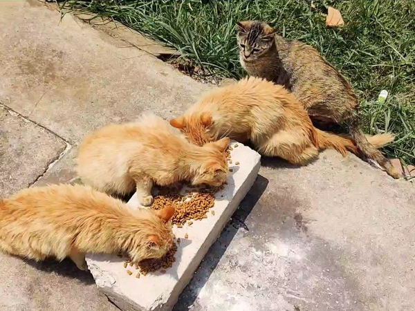 喂流浪猫，今天让我摸头了