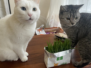 好物分享｜猫猫们都爱吃的猫草