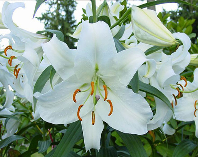 鲜花