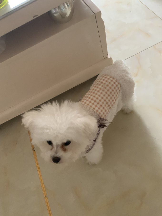 狗狗服饰