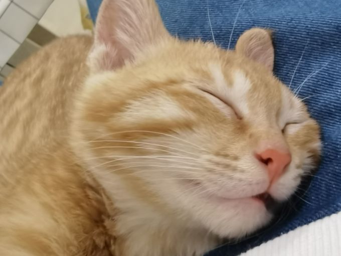 网易严选猫粮