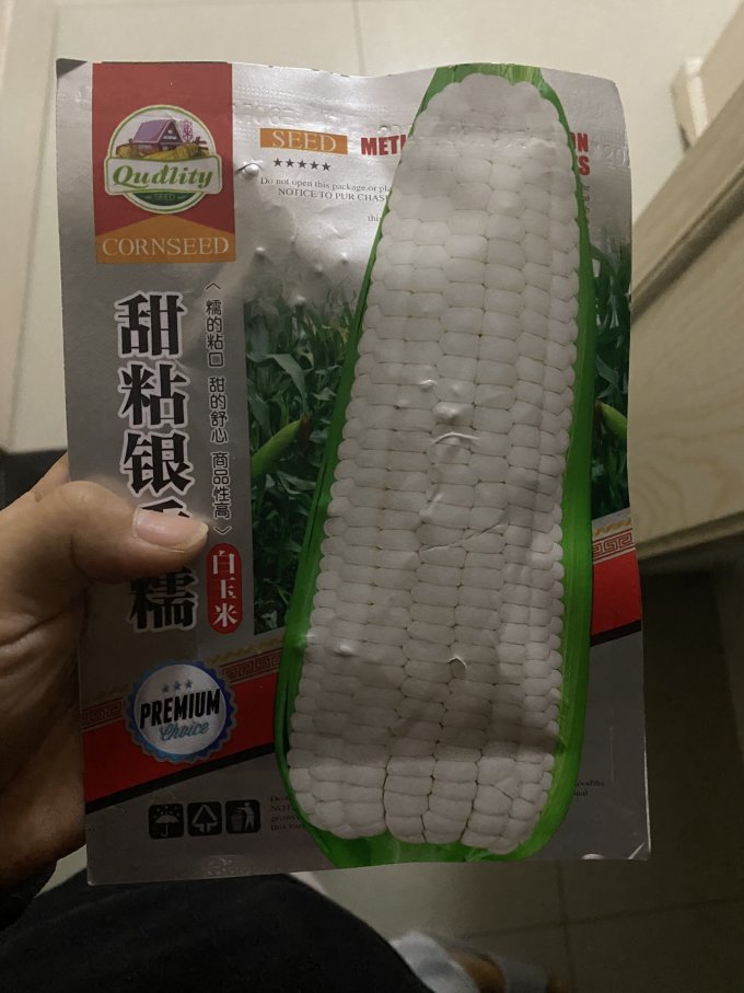 种子