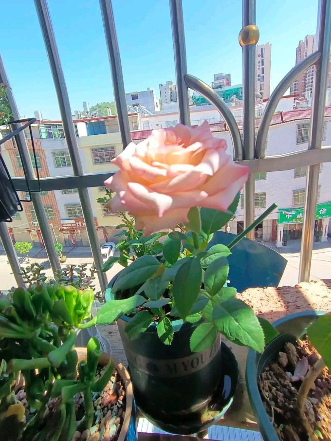 鲜花
