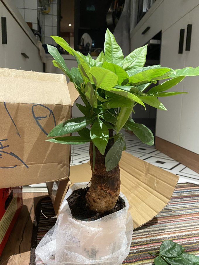 爱思顿鲜花绿植