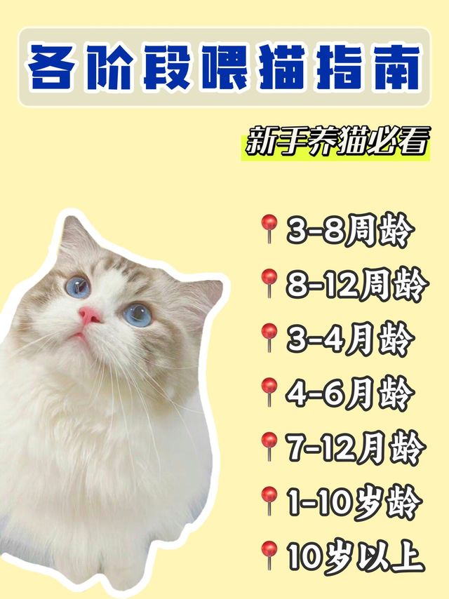 ​猫咪各阶段喂养指南I新手养猫必看