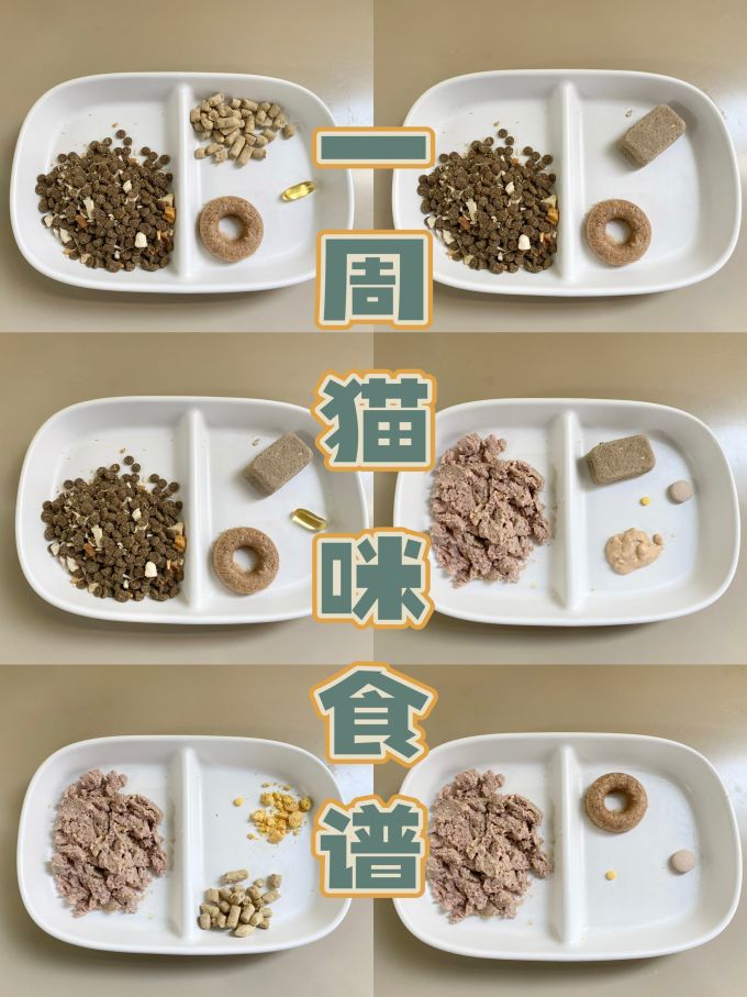 猫咪一周食谱跟着我吃想不长肉都难