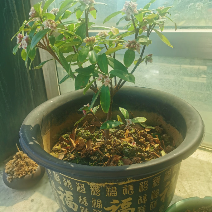 鲜花绿植