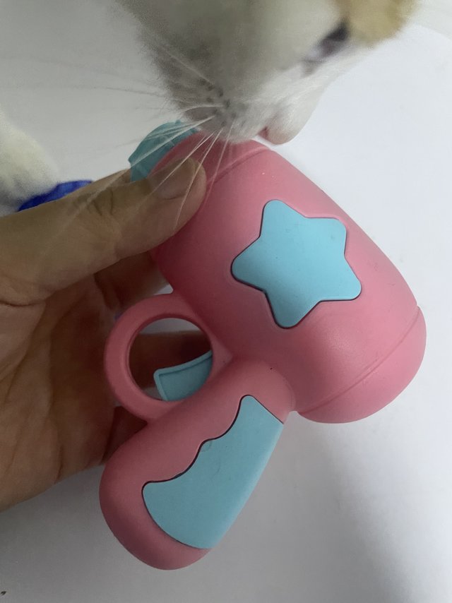 布偶狗最喜欢的神器