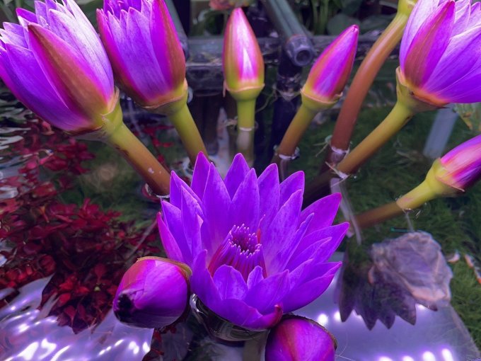 鲜花绿植