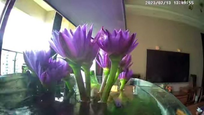 鲜花绿植