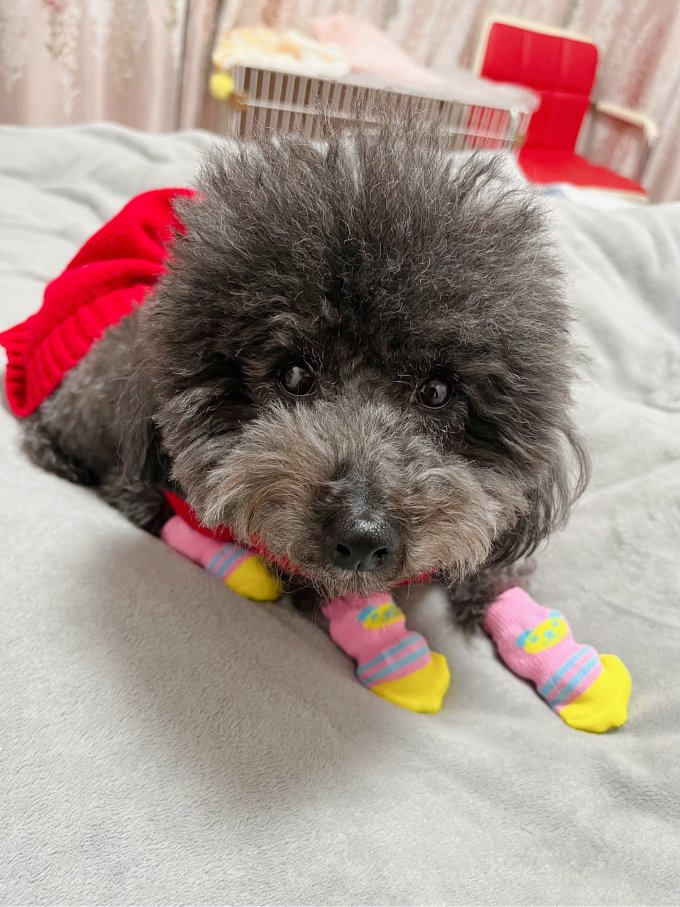 嬉皮狗宠物服饰