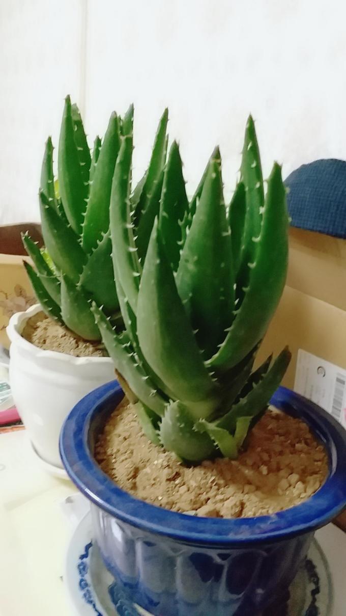 盆栽