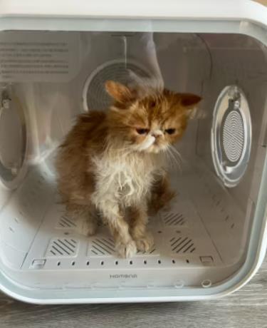 烘干速度还是非常高的，冬天用来洗猫非常好